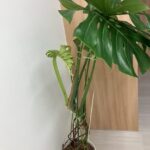 モンステラの葉が出かかっている写真