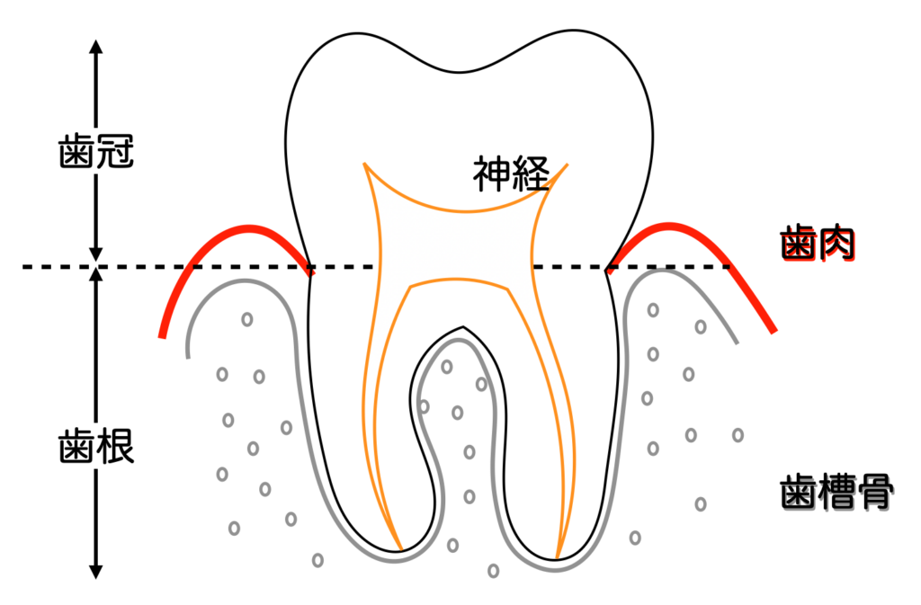 歯の構造のイラスト
